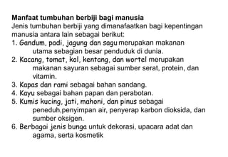 Manfaat tumbuhan berbiji bagi manusia
Jenis tumbuhan berbiji yang dimanafaatkan bagi kepentingan
manusia antara lain sebagai berikut:
1. Gandum, padi, jagung dan sagu merupakan makanan
utama sebagian besar penduduk di dunia.
2. Kacang, tomat, kol, kentang, dan wortel merupakan
makanan sayuran sebagai sumber serat, protein, dan
vitamin.
3. Kapas dan rami sebagai bahan sandang.
4. Kayu sebagai bahan papan dan perabotan.
5. Kumis kucing, jati, mahoni, dan pinus sebagai
peneduh,penyimpan air, penyerap karbon dioksida, dan
sumber oksigen.
6. Berbagai jenis bunga untuk dekorasi, upacara adat dan
agama, serta kosmetik
 