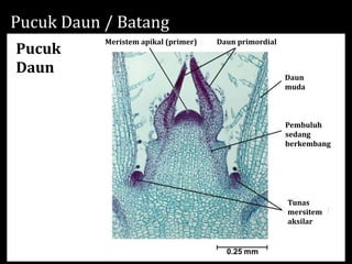 KD 3.3 Struktur dan Fungsi Jaringan Tumbuhan.pptx
