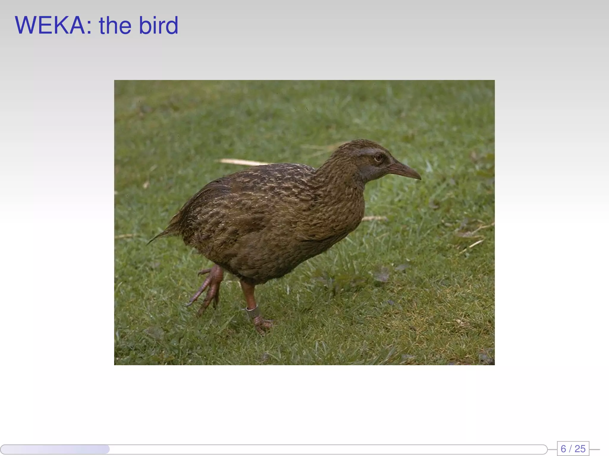 WEKA: the bird 6 / 25 