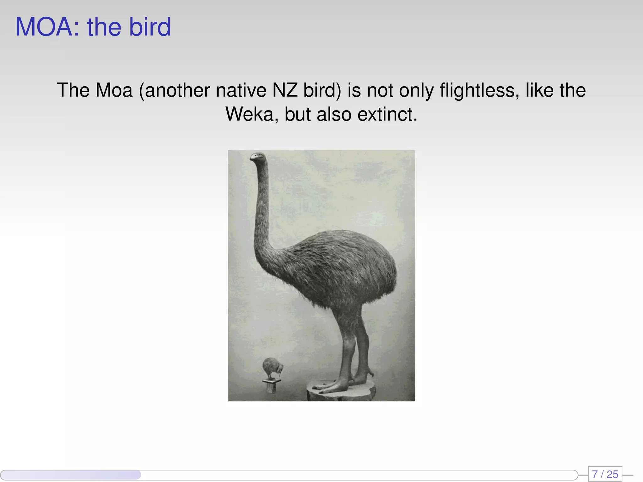 MOA: the bird The Moa (another native NZ bird) is not only ﬂightless, like the Weka, but also extinct. 7 / 25 