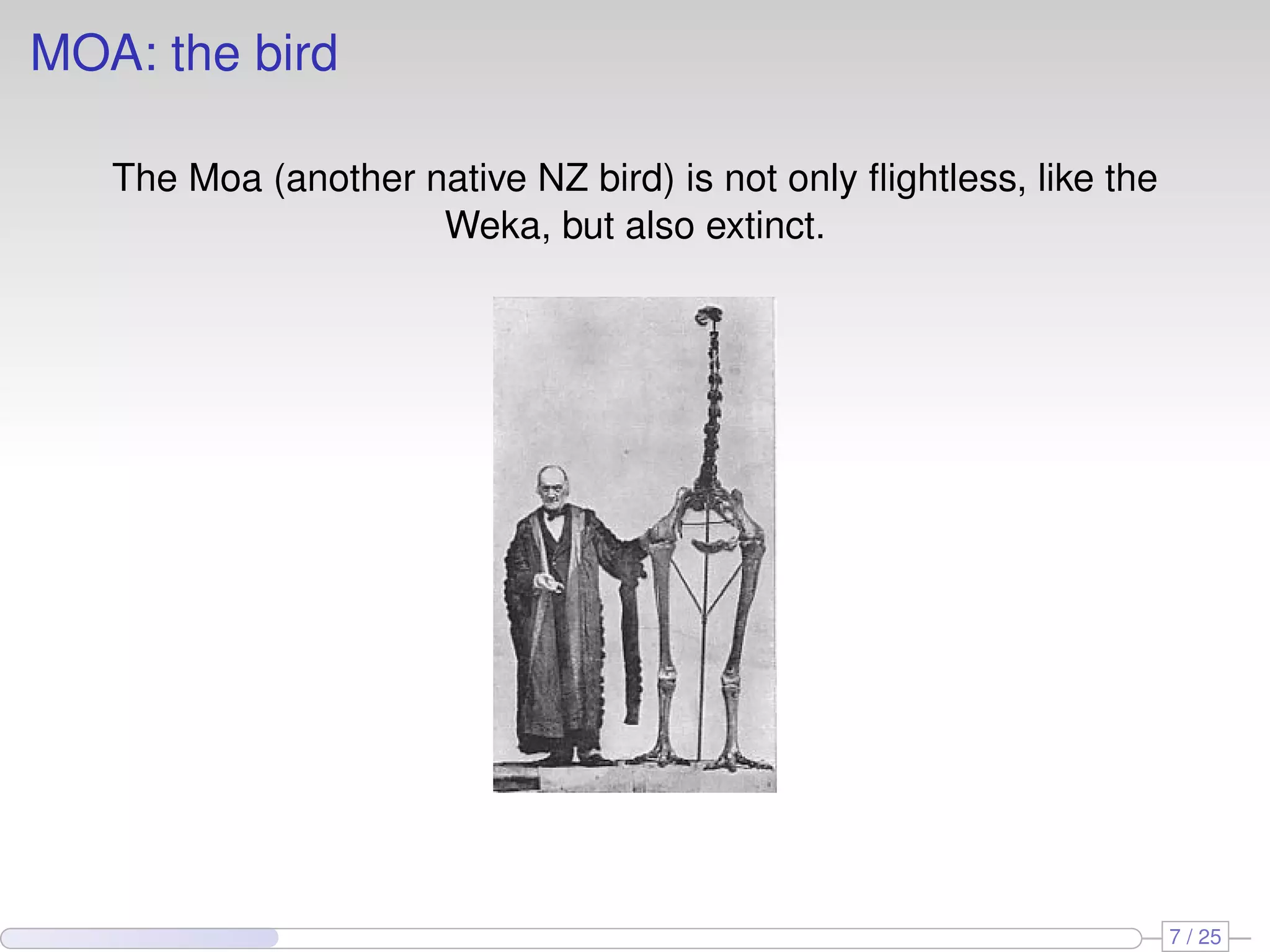 MOA: the bird The Moa (another native NZ bird) is not only ﬂightless, like the Weka, but also extinct. 7 / 25 