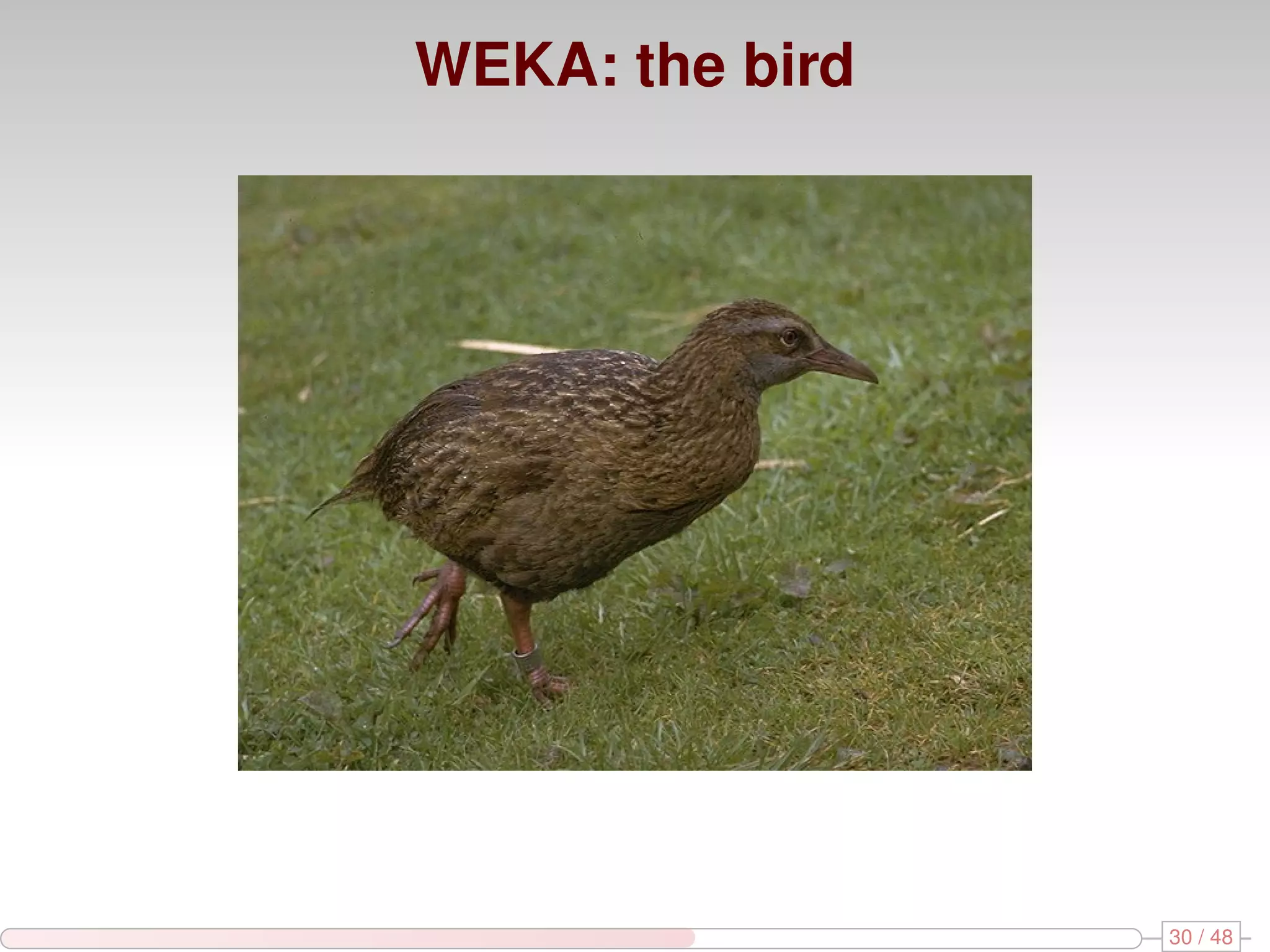 WEKA: the bird 30 / 48 