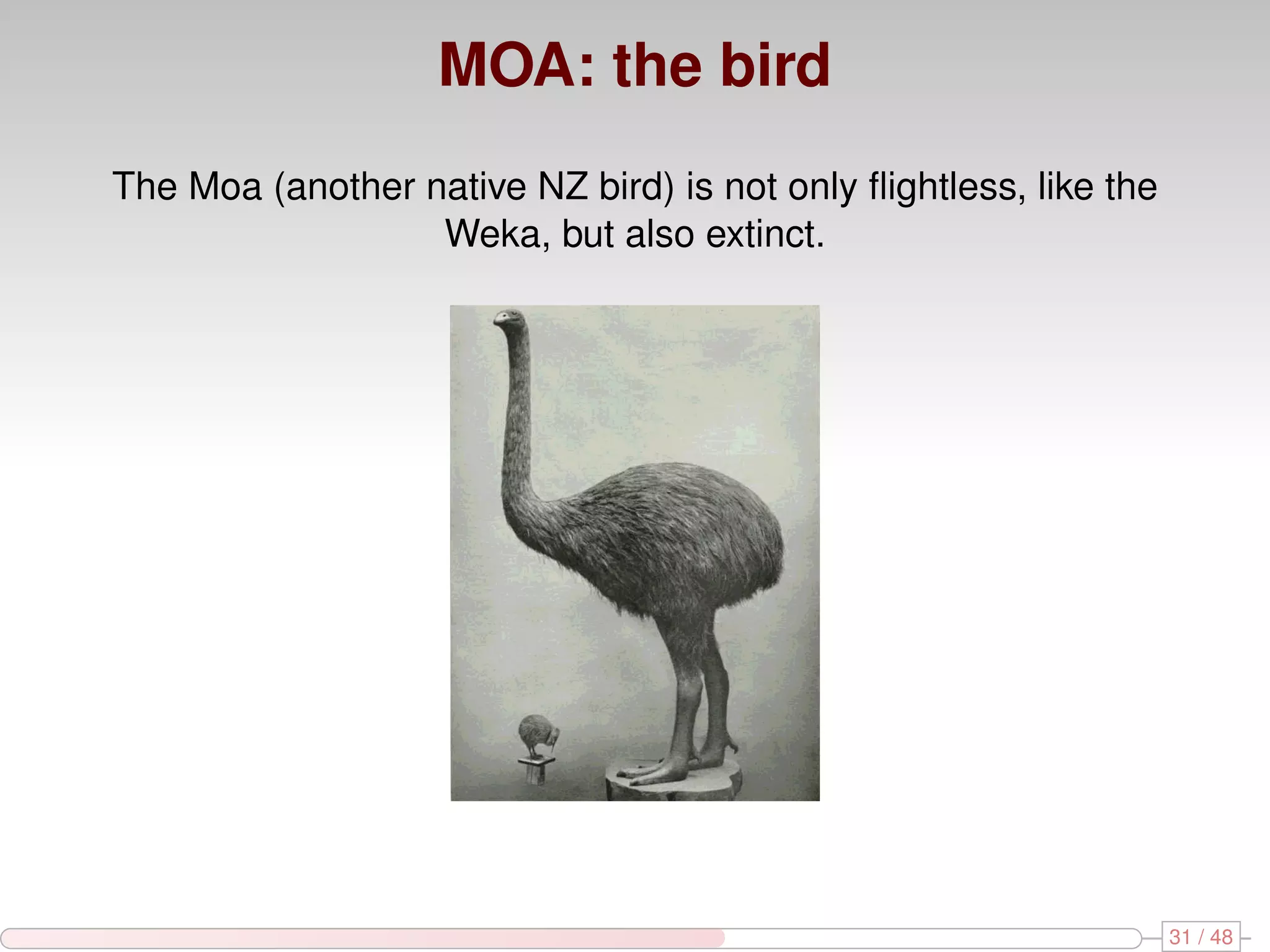 MOA: the bird The Moa (another native NZ bird) is not only ﬂightless, like the Weka, but also extinct. 31 / 48 