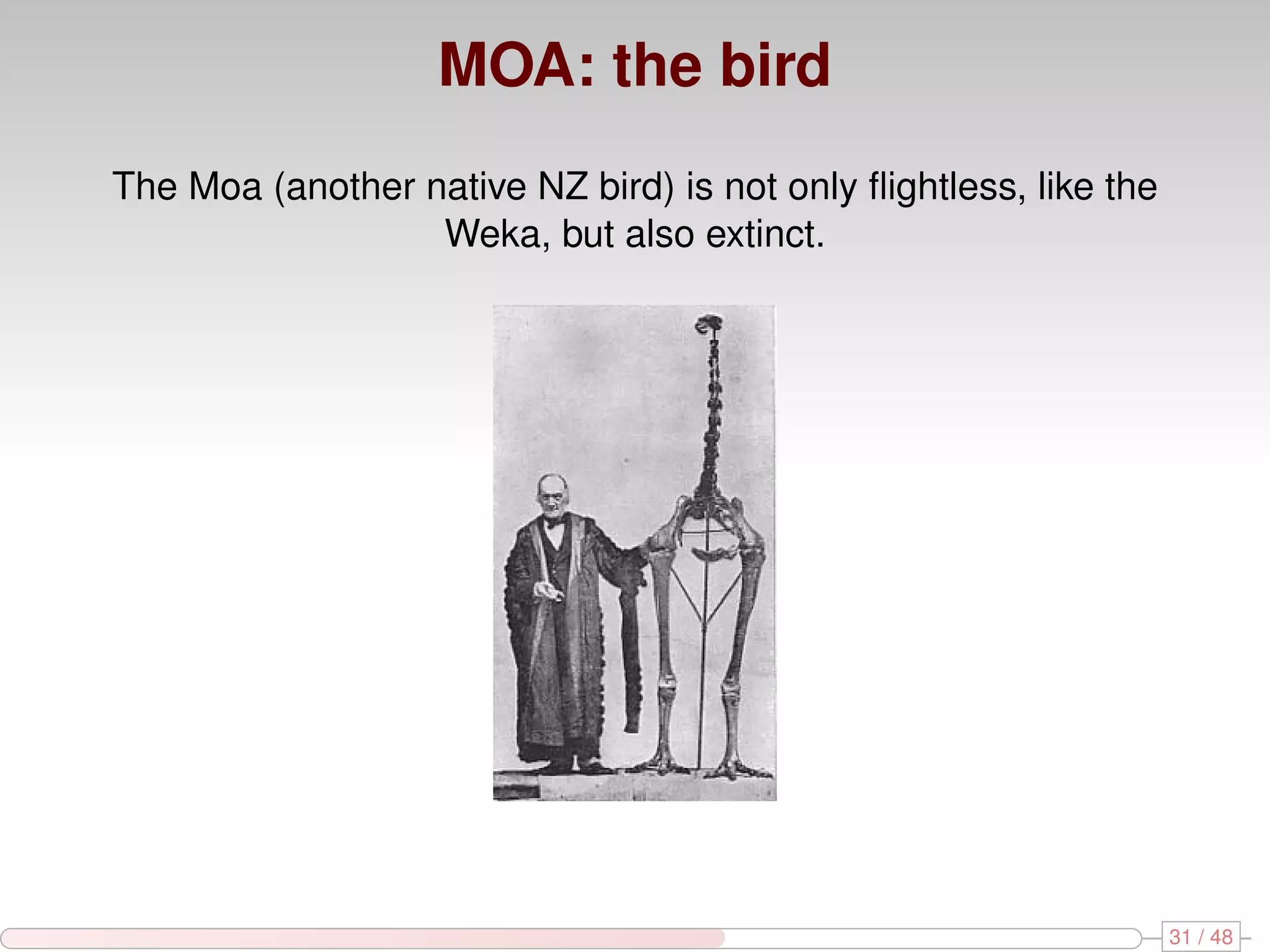 MOA: the bird The Moa (another native NZ bird) is not only ﬂightless, like the Weka, but also extinct. 31 / 48 