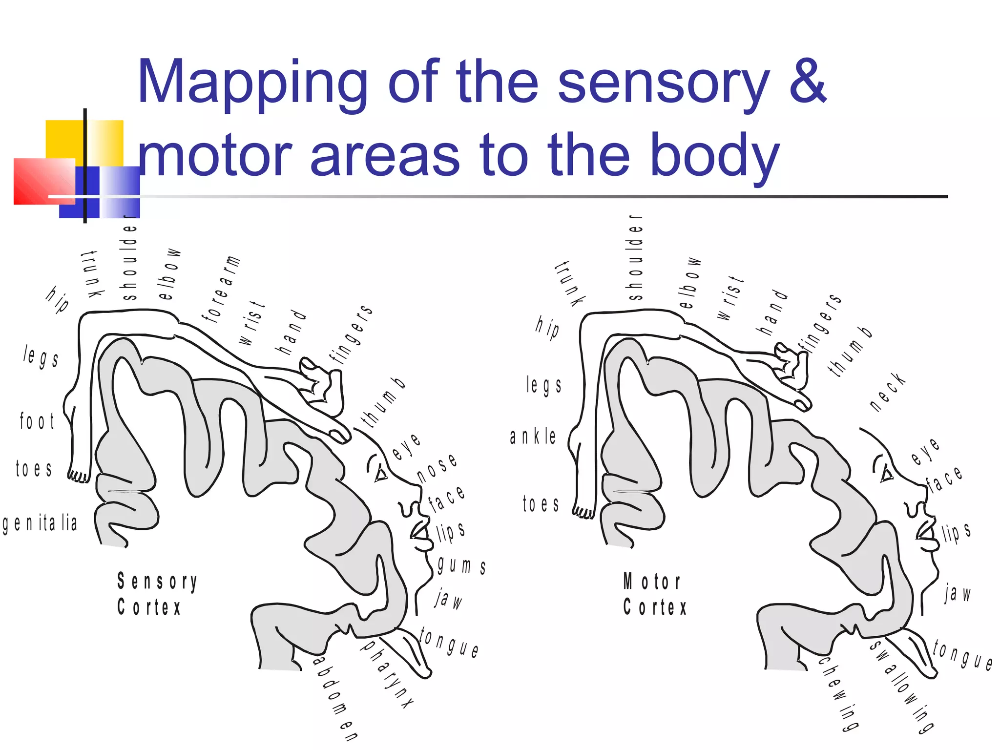 The anatomy of brain & cerebral hemispheres Biology Diagrams