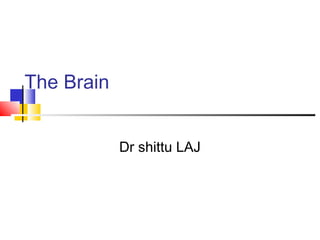 The Brain
Dr shittu LAJ
 