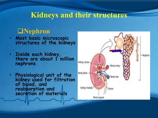 Kidneys and their structures

   Nephron
• Most basic microscopic
  structures of the kidneys

• Inside each kidney,
  there are about 1 million
  nephrons

• Physiological unit of the
  kidney used for filtration
  of blood, and
  reabsorption and
  secretion of materials
 