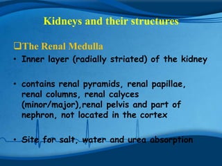 Kidneys and their structures

The Renal Medulla
• Inner layer (radially striated) of the kidney

• contains renal pyramids, renal papillae,
  renal columns, renal calyces
  (minor/major),renal pelvis and part of
  nephron, not located in the cortex

• Site for salt, water and urea absorption
 