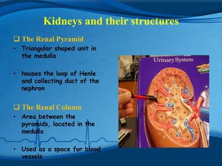 Kidneys and their structures
 The Renal Pyramid
• Triangular shaped unit in
  the medulla

• houses the loop of Henle
  and collecting duct of the
  nephron


 The Renal Column
• Area between the
  pyramids, located in the
  medulla

• Used as a space for blood
  vessels
 