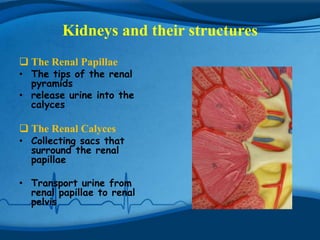 Kidneys and their structures
 The Renal Papillae
• The tips of the renal
  pyramids
• release urine into the
  calyces

 The Renal Calyces
• Collecting sacs that
  surround the renal
  papillae

• Transport urine from
  renal papillae to renal
  pelvis
 