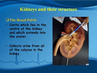 Kidneys and their structure

The Renal Pelvis
• Cavity which lies in the
  centre of the kidney
  and which extends into
  the ureter

• Collects urine from all
  of the calyces in the
  kidney
 