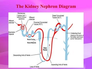 The Kidney Nephron Diagram
 