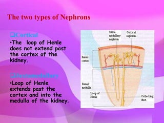 The two types of Nephrons

Cortical
•The loop of Henle
does not extend past
the cortex of the
kidney.

Juxtamedullary
•Loop of Henle
extends past the
cortex and into the
medulla of the kidney.
 