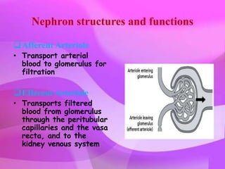 Nephron structures and functions

Afferent Arteriole
• Transport arterial
  blood to glomerulus for
  filtration

Efferent Arteriole
• Transports filtered
  blood from glomerulus
  through the peritubular
  capillaries and the vasa
  recta, and to the
  kidney venous system
 