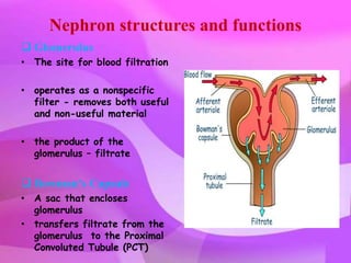 Nephron structures and functions
 Glomerulus
• The site for blood filtration

• operates as a nonspecific
  filter - removes both useful
  and non-useful material

• the product of the
  glomerulus – filtrate


 Bowman’s Capsule
• A sac that encloses
  glomerulus
• transfers filtrate from the
  glomerulus to the Proximal
  Convoluted Tubule (PCT)
 