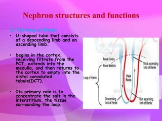 Nephron structures and functions
 The loop of Henle
• U-shaped tube that consists
  of a descending limb and an
  ascending limb.

• begins in the cortex,
  receiving filtrate from the
  PCT, extends into the
  medulla, and then returns to
  the cortex to empty into the
  distal convoluted
  tubule(DCT).

• Its primary role is to
  concentrate the salt in the
  interstitium, the tissue
  surrounding the loop.
 