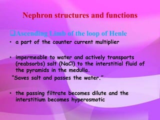 Nephron structures and functions

Ascending Limb of the loop of Henle
• a part of the counter current multiplier

• impermeable to water and actively transports
  (reabsorbs) salt (NaCl) to the interstitial fluid of
  the pyramids in the medulla.
 “Saves salt and passes the water.”

• the passing filtrate becomes dilute and the
  interstitium becomes hyperosmotic
 