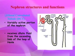 Nephron structures and functions

Distal Convoluted
 Tubule (DCT)
• Variably active portion
  of the nephron


• receives dilute fluid
  from the ascending
  limb of the loop of
  Henle
 