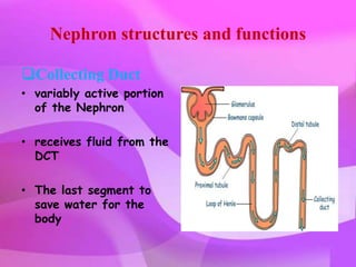 Nephron structures and functions

Collecting Duct
• variably active portion
  of the Nephron

• receives fluid from the
  DCT

• The last segment to
  save water for the
  body
 