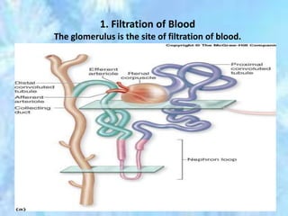 1. Filtration of Blood
The glomerulus is the site of filtration of blood.
 