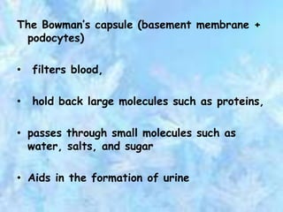 The Bowman’s capsule (basement membrane +
 podocytes)

•   filters blood,

•   hold back large molecules such as proteins,

• passes through small molecules such as
  water, salts, and sugar

• Aids in the formation of urine
 