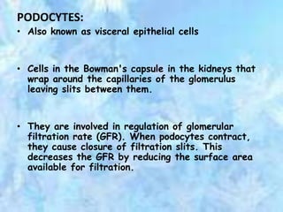 PODOCYTES:
• Also known as visceral epithelial cells


• Cells in the Bowman's capsule in the kidneys that
  wrap around the capillaries of the glomerulus
  leaving slits between them.


• They are involved in regulation of glomerular
  filtration rate (GFR). When podocytes contract,
  they cause closure of filtration slits. This
  decreases the GFR by reducing the surface area
  available for filtration.
 