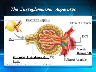 The Juxtaglomerular Apparatus
 