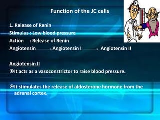 Function of the JC cells

1. Release of Renin
Stimulus : Low blood pressure
Action : Release of Renin
Angiotensin         Angiotensin I         Angiotensin II

Angiotensin II
It acts as a vasoconstrictor to raise blood pressure.

It stimulates the release of aldosterone hormone from the
 adrenal cortex.
 