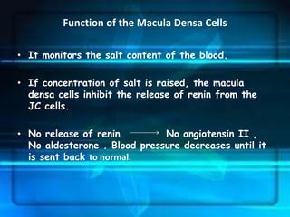Function of the Macula Densa Cells

• It monitors the salt content of the blood.

• If concentration of salt is raised, the macula
  densa cells inhibit the release of renin from the
  JC cells.

• No release of renin         No angiotensin II ,
  No aldosterone . Blood pressure decreases until it
  is sent back to normal.
 