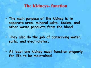 The Kidneys- function

• The main purpose of the kidney is to
  separate urea, mineral salts, toxins, and
  other waste products from the blood.

• They also do the job of conserving water,
  salts, and electrolytes.

• At least one kidney must function properly
  for life to be maintained.
 