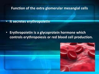 Function of the extra glomerular mesangial cells


• It secretes erythropoietin

• Erythropoietin is a glycoprotein hormone which
  controls erythropoiesis or red blood cell production.
 