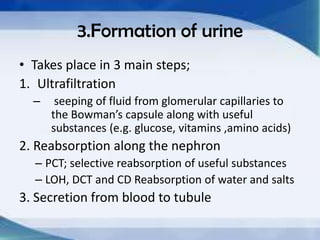 3.Formation of urine
• Takes place in 3 main steps;
1. Ultrafiltration
  –    seeping of fluid from glomerular capillaries to
      the Bowman’s capsule along with useful
      substances (e.g. glucose, vitamins ,amino acids)
2. Reabsorption along the nephron
  – PCT; selective reabsorption of useful substances
  – LOH, DCT and CD Reabsorption of water and salts
3. Secretion from blood to tubule
 