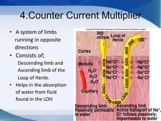 4.Counter Current Multiplier
• A system of limbs
  running in opposite
  directions
• Consists of;
   Descending limb and
   Ascending limb of the
   Loop of Henle.
• Helps in the absorption
  of water from fluid
  found in the LOH
 