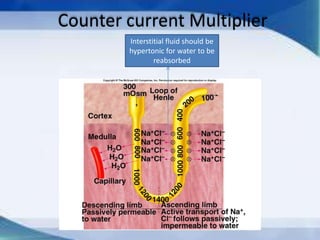 Counter current Multiplier
        Interstitial fluid should be
        hypertonic for water to be
                reabsorbed
 