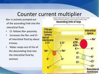 Counter current multiplier
Na+ is actively pumped out
 of the ascending limb into the
 interstitial fluid.
• Cl- follows Na+ passively
• Increases the Na+ and Cl-
   of interstitial fluid by about
   4 times.
• Water seeps out of the of
   the descending limb into
   the interstitial fluid by
   osmosis
 