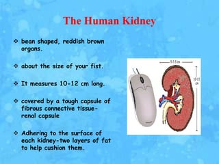 The Human Kidney
 bean shaped, reddish brown
  organs.

 about the size of your fist.

 It measures 10-12 cm long.

 covered by a tough capsule of
  fibrous connective tissue-
  renal capsule

 Adhering to the surface of
  each kidney-two layers of fat
  to help cushion them.
 