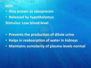 ADH
• Also known as vasopressin
• Released by hypothalamus
Stimulus: Low blood level

• Prevents the production of dilute urine
• Helps in reabsorption of water in kidneys
• Maintains osmolarity of plasma levels normal
 