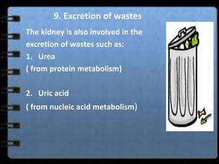 9. Excretion of wastes
The kidney is also involved in the
excretion of wastes such as:
1. Urea
( from protein metabolism)

2. Uric acid
( from nucleic acid metabolism)
 