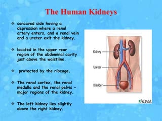 The Human Kidneys
 concaved side having a
  depression where a renal
  artery enters, and a renal vein
  and a ureter exit the kidney.

 located in the upper rear
  region of the abdominal cavity
  just above the waistline.

   protected by the ribcage.

 The renal cortex, the renal
  medulla and the renal pelvis -
  major regions of the kidney.

 The left kidney lies slightly
  above the right kidney.
 