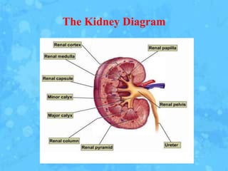 The Kidney Diagram
 