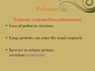 Pathology
    Nephrotic syndrome(Non-inflammatory)
• Loss of podocyte structure

• Large proteins can enter the renal corpuscle

• Increase in urinary protein
  secretion=proteinuria
 