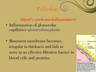 Pathology
         Alport’s syndrome(inflammatory)
• Inflammation of glomerular
  capillaries=glomerulonephritis

• Basement membrane becomes
  irregular in thickness and fails to
  serve as an effective filtration barrier to
  blood cells and proteins.
 