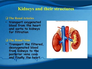 Kidneys and their structures
 The Renal Arteries
• transport oxygenated
  blood from the heart
  and aorta to kidneys
  for filtration

 The Renal Veins
• Transport the filtered,
  deoxygenated blood
  from kidneys to the
  posterior vena cava
  and finally the heart
 