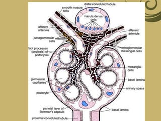 Kidney anatomy, physiology and disorders | PPT