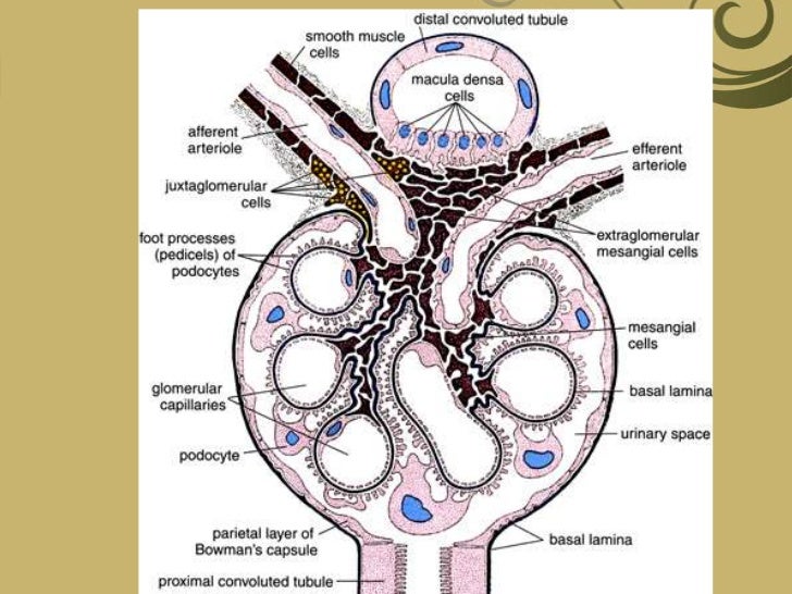 Kidney anatomy, physiology and disorders