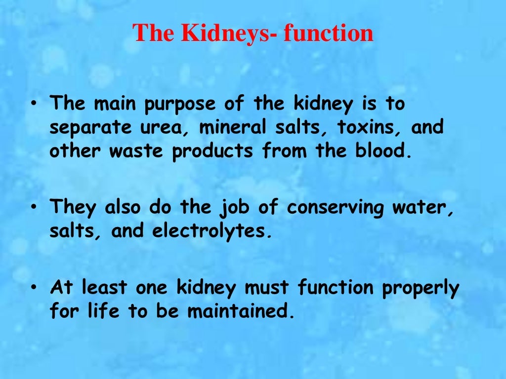 Kidney anatomy, physiology and disorders