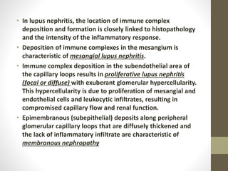 • In lupus nephritis, the location of immune complex
deposition and formation is closely linked to histopathology
and the intensity of the inflammatory response.
• Deposition of immune complexes in the mesangium is
characteristic of mesangial lupus nephritis.
• Immune complex deposition in the subendothelial area of
the capillary loops results in proliferative lupus nephritis
(focal or diffuse) with exuberant glomerular hypercellularity.
This hypercellularity is due to proliferation of mesangial and
endothelial cells and leukocytic infiltrates, resulting in
compromised capillary flow and renal function.
• Epimembranous (subepithelial) deposits along peripheral
glomerular capillary loops that are diffusely thickened and
the lack of inflammatory infiltrate are characteristic of
membranous nephropathy
 