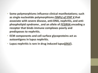 • Some polymorphisms influence clinical manifestations; such
as single nucleotide polymorphisms (SNPs) of STAT 4 that
associate with severe disease, anti-DNA, nephritis, and anti-
phospholipid syndrome , and an allele of FCGRIIA encoding a
receptor that binds immune complexes poorly and
predisposes to nephritis.
• ECM components and cell surface glycoproteins act as
autoantigens in lupus nephritis.
• Lupus nephritis is rare in drug induced lupus(DILE).
 