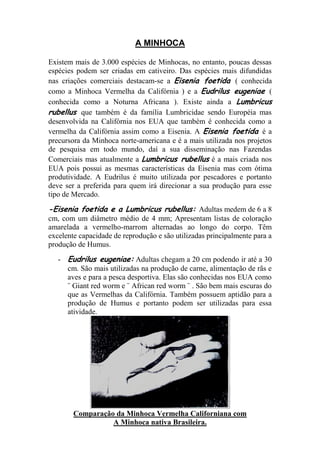 A MINHOCA
Existem mais de 3.000 espécies de Minhocas, no entanto, poucas dessas
espécies podem ser criadas em cativeiro. Das espécies mais difundidas
nas criações comerciais destacam-se a Eisenia foetida ( conhecida
como a Minhoca Vermelha da Califórnia ) e a Eudrilus eugeniae (
conhecida como a Noturna Africana ). Existe ainda a Lumbricus
rubellus que também é da família Lumbricidae sendo Européia mas
desenvolvida na Califórnia nos EUA que também é conhecida como a
vermelha da Califórnia assim como a Eisenia. A Eisenia foetida é a
precursora da Minhoca norte-americana e é a mais utilizada nos projetos
de pesquisa em todo mundo, daí a sua disseminação nas Fazendas
Comerciais mas atualmente a Lumbricus rubellus é a mais criada nos
EUA pois possui as mesmas características da Eisenia mas com ótima
produtividade. A Eudrilus é muito utilizada por pescadores e portanto
deve ser a preferida para quem irá direcionar a sua produção para esse
tipo de Mercado.
-Eisenia foetida e a Lumbricus rubellus: Adultas medem de 6 a 8
cm, com um diâmetro médio de 4 mm; Apresentam listas de coloração
amarelada a vermelho-marrom alternadas ao longo do corpo. Têm
excelente capacidade de reprodução e são utilizadas principalmente para a
produção de Humus.
- Eudrilus eugeniae: Adultas chegam a 20 cm podendo ir até a 30
cm. São mais utilizadas na produção de carne, alimentação de rãs e
aves e para a pesca desportiva. Elas são conhecidas nos EUA como
¨ Giant red worm e ¨ African red worm ¨ . São bem mais escuras do
que as Vermelhas da Califórnia. Também possuem aptidão para a
produção de Humus e portanto podem ser utilizadas para essa
atividade.
Comparação da Minhoca Vermelha Californiana com
A Minhoca nativa Brasileira.
 