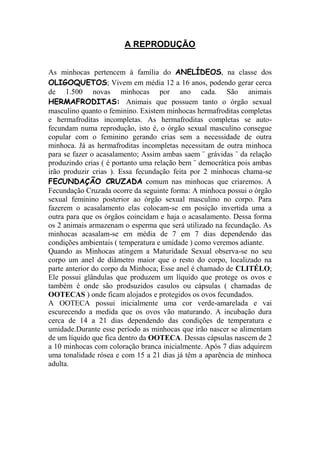 A REPRODUÇÃO
As minhocas pertencem à família do ANELÍDEOS, na classe dos
OLIGOQUETOS; Vivem em média 12 a 16 anos, podendo gerar cerca
de 1.500 novas minhocas por ano cada. São animais
HERMAFRODITAS: Animais que possuem tanto o órgão sexual
masculino quanto o feminino. Existem minhocas hermafroditas completas
e hermafroditas incompletas. As hermafroditas completas se auto-
fecundam numa reprodução, isto é, o órgão sexual masculino consegue
copular com o feminino gerando crias sem a necessidade de outra
minhoca. Já as hermafroditas incompletas necessitam de outra minhoca
para se fazer o acasalamento; Assim ambas saem ¨ grávidas ¨ da relação
produzindo crias ( é portanto uma relação bem ¨ democrática pois ambas
irão produzir crias ). Essa fecundação feita por 2 minhocas chama-se
FECUNDAÇÃO CRUZADA comum nas minhocas que criaremos. A
Fecundação Cruzada ocorre da seguinte forma: A minhoca possui o órgão
sexual feminino posterior ao órgão sexual masculino no corpo. Para
fazerem o acasalamento elas colocam-se em posição invertida uma a
outra para que os órgãos coincidam e haja o acasalamento. Dessa forma
os 2 animais armazenam o esperma que será utilizado na fecundação. As
minhocas acasalam-se em média de 7 em 7 dias dependendo das
condições ambientais ( temperatura e umidade ) como veremos adiante.
Quando as Minhocas atingem a Maturidade Sexual observa-se no seu
corpo um anel de diâmetro maior que o resto do corpo, localizado na
parte anterior do corpo da Minhoca; Esse anel é chamado de CLITÉLO;
Ele possui glândulas que produzem um líquido que protege os ovos e
também é onde são prodsuzidos casulos ou cápsulas ( chamadas de
OOTECAS ) onde ficam alojados e protegidos os ovos fecundados.
A OOTECA possui inicialmente uma cor verde-amarelada e vai
escurecendo a medida que os ovos vão maturando. A incubação dura
cerca de 14 a 21 dias dependendo das condições de temperatura e
umidade.Durante esse período as minhocas que irão nascer se alimentam
de um líquido que fica dentro da OOTECA. Dessas cápsulas nascem de 2
a 10 minhocas com coloração branca inicialmente. Após 7 dias adquirem
uma tonalidade rósea e com 15 a 21 dias já têm a aparência de minhoca
adulta.
 